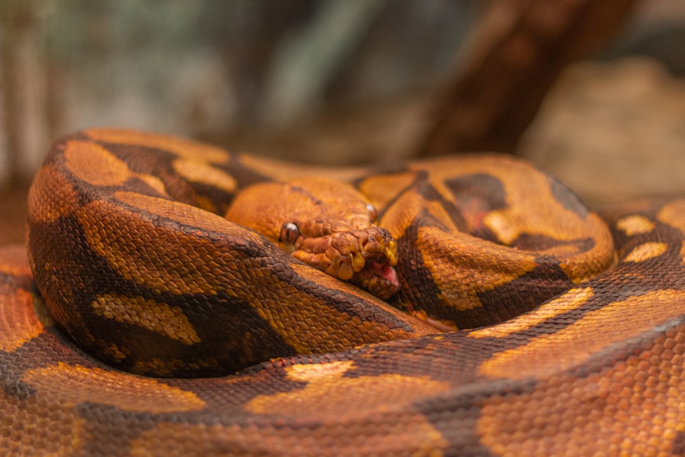 serpent brun et noir sur le sol