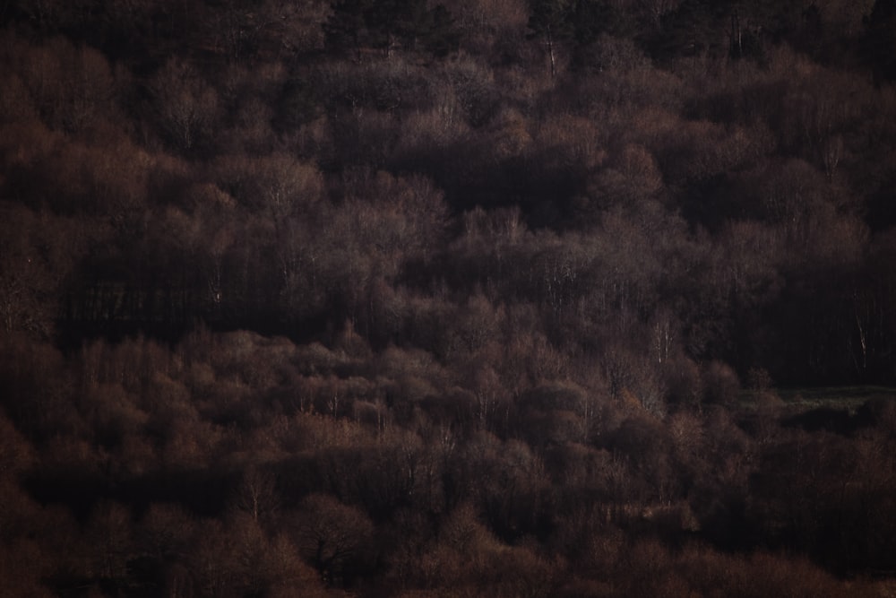 brown and green trees during daytime