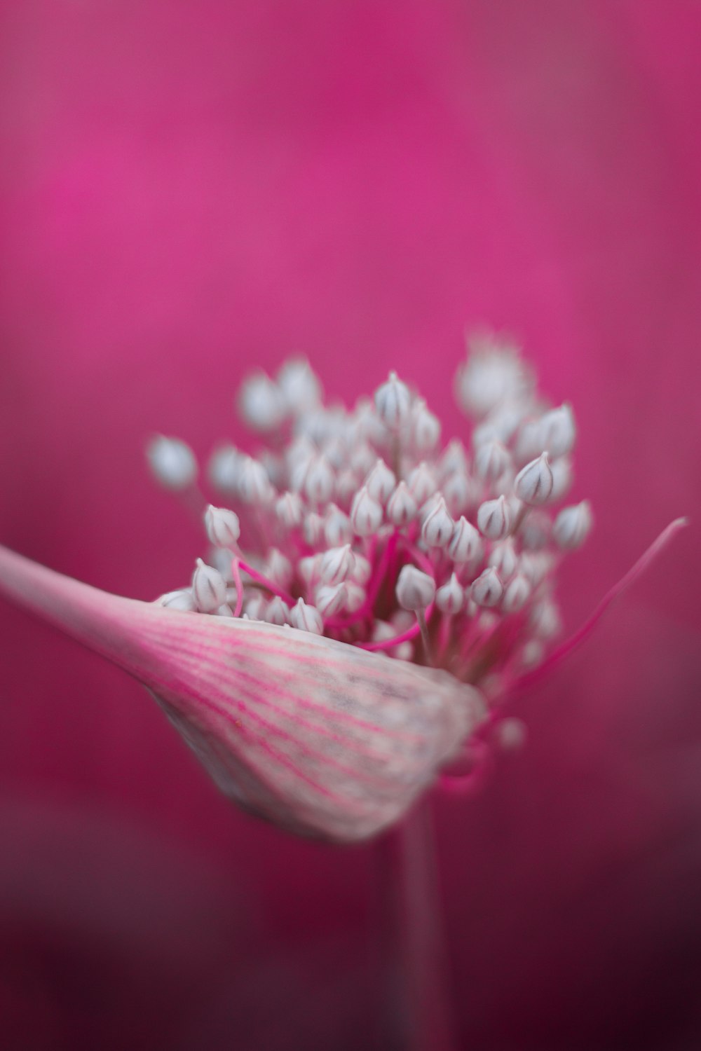 white flower in macro shot