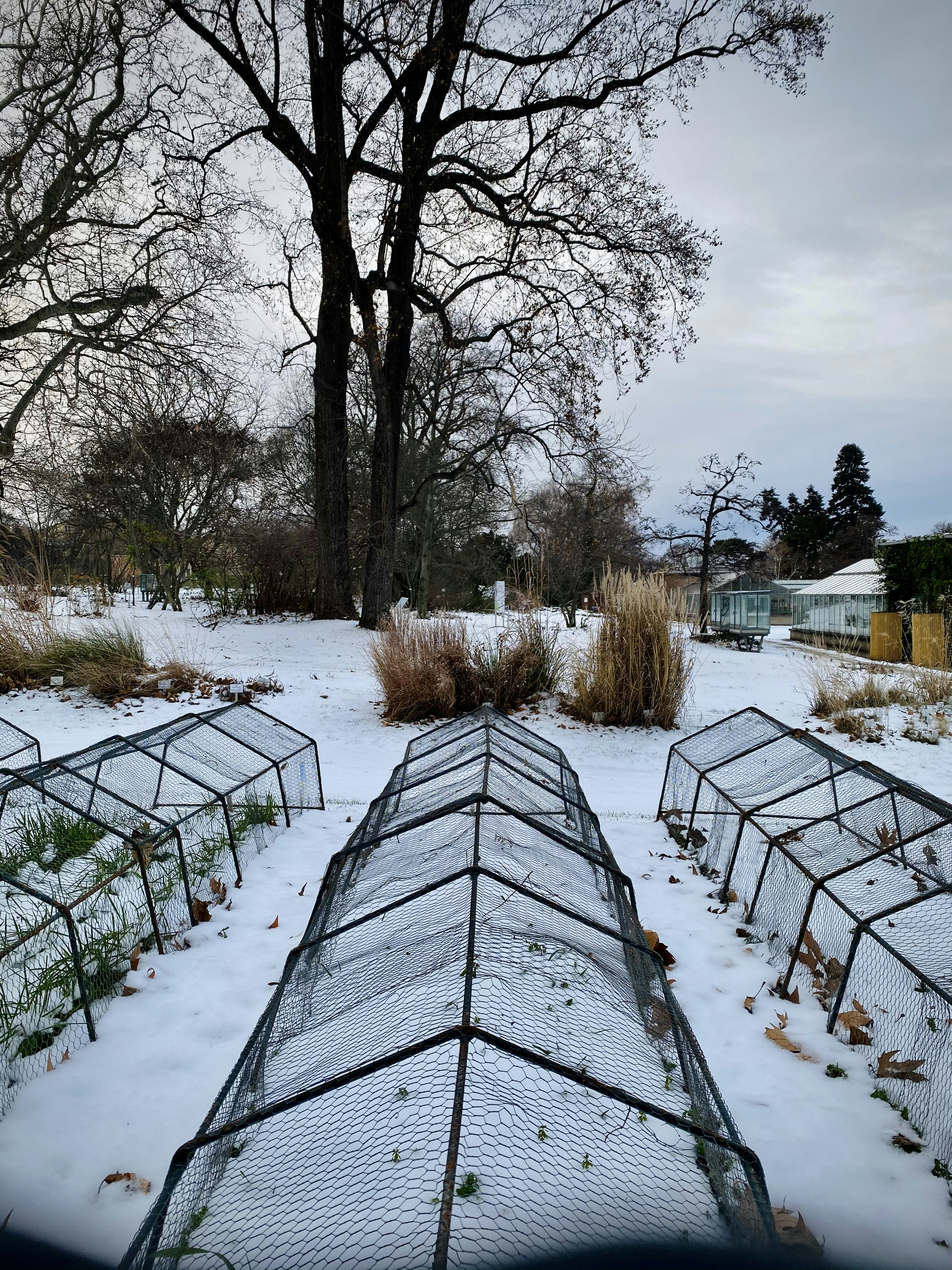 Winter gardening cold climate: Protecting Plants with Greenhouse Structure