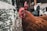 Two chickens standing near a wire fence in an outdoor coop area. One chicken has brown feathers and the other has black feathers. Small white flowers with yellow centers are visible along the fence line.