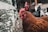Two chickens standing near a wire fence in an outdoor coop area. One chicken has brown feathers and the other has black feathers. Small white flowers with yellow centers are visible along the fence line.