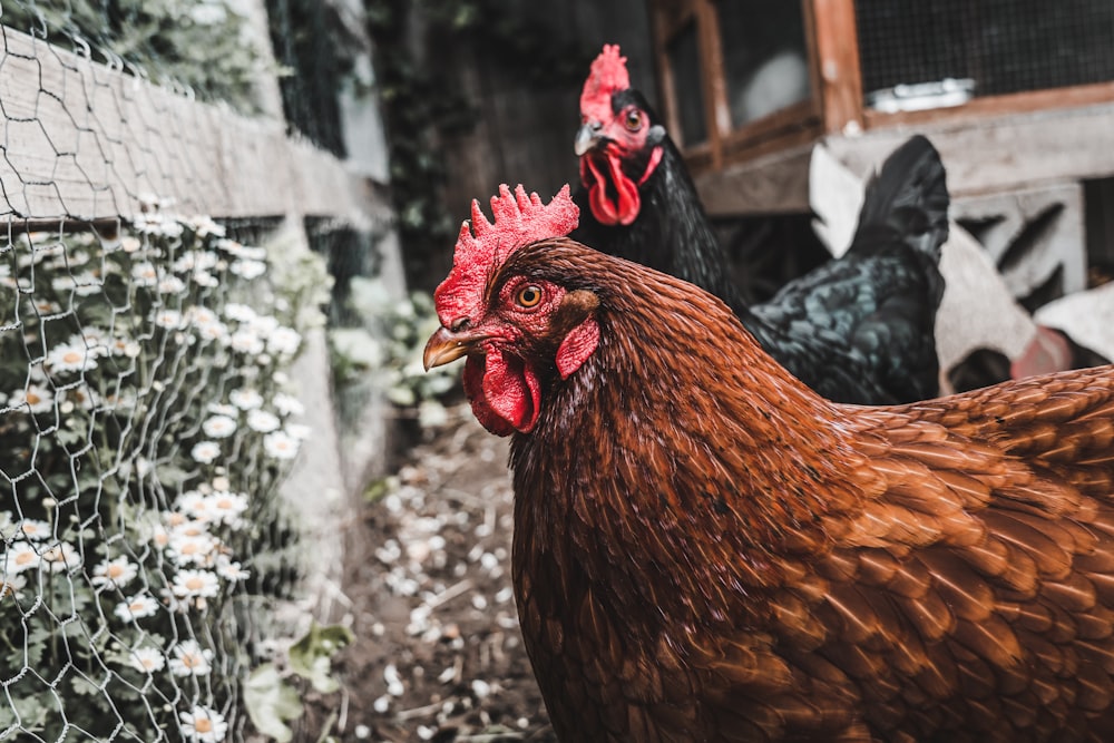 Poule brune debout sur un sol en béton gris