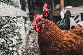 Two chickens standing near a wire fence in an outdoor coop area. One chicken has brown feathers and the other has black feathers. Small white flowers with yellow centers are visible along the fence line.