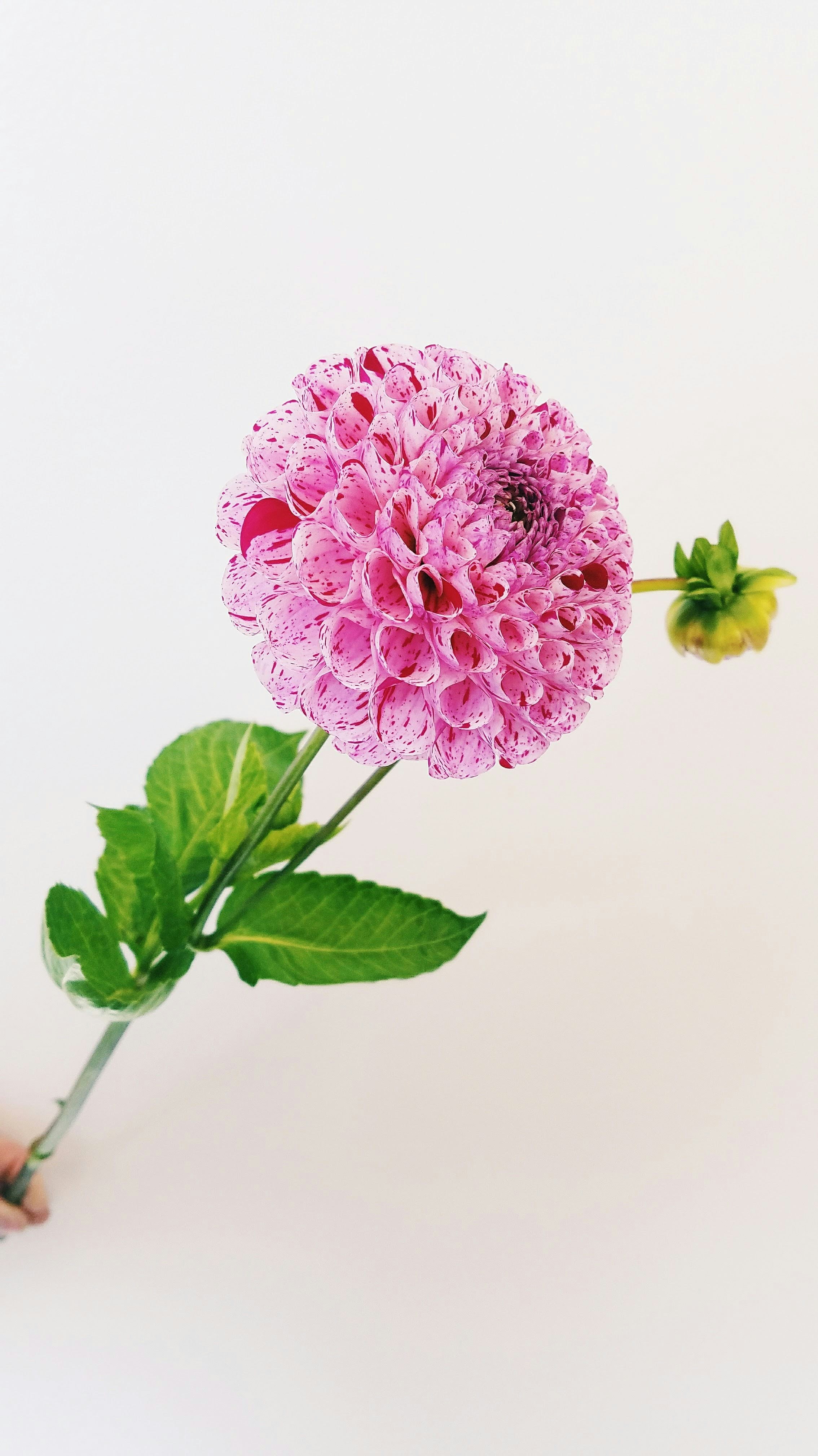 Photo by haileyellenw