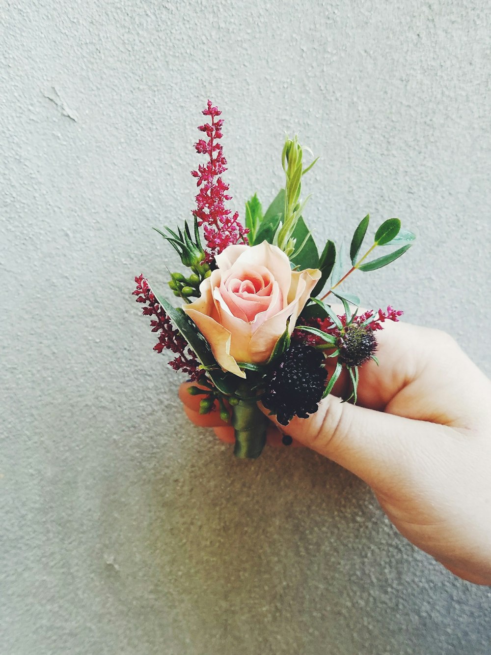 person holding white and pink rose