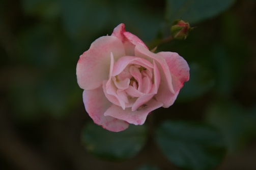 A delicate pink rose in full bloom is centered against a backdrop of dark green leaves. The petals are soft and gently curled with a subtle gradient of white to pink, exhibiting a fresh and serene appearance.