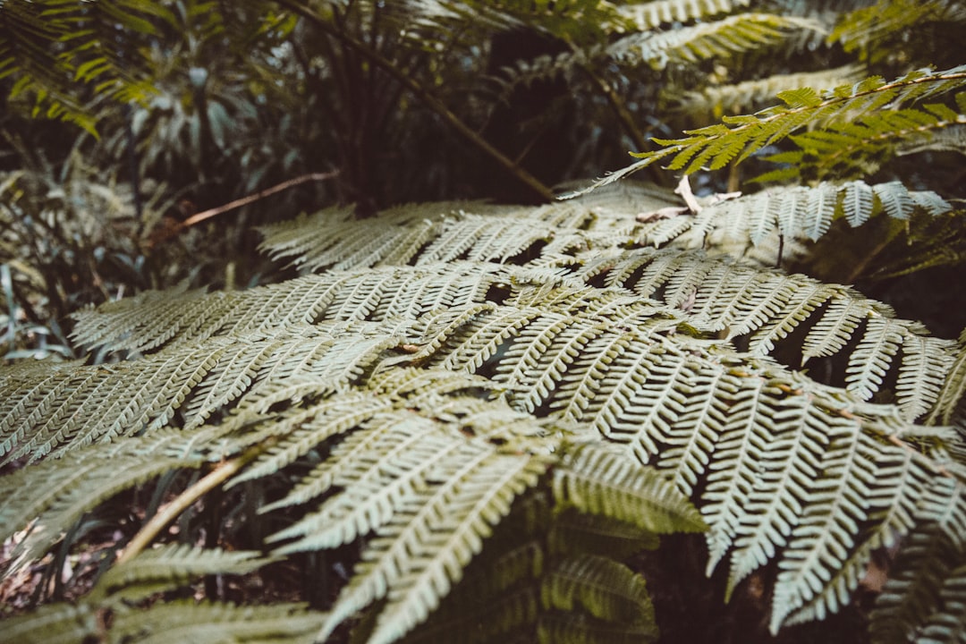 green fern plant in close up photography