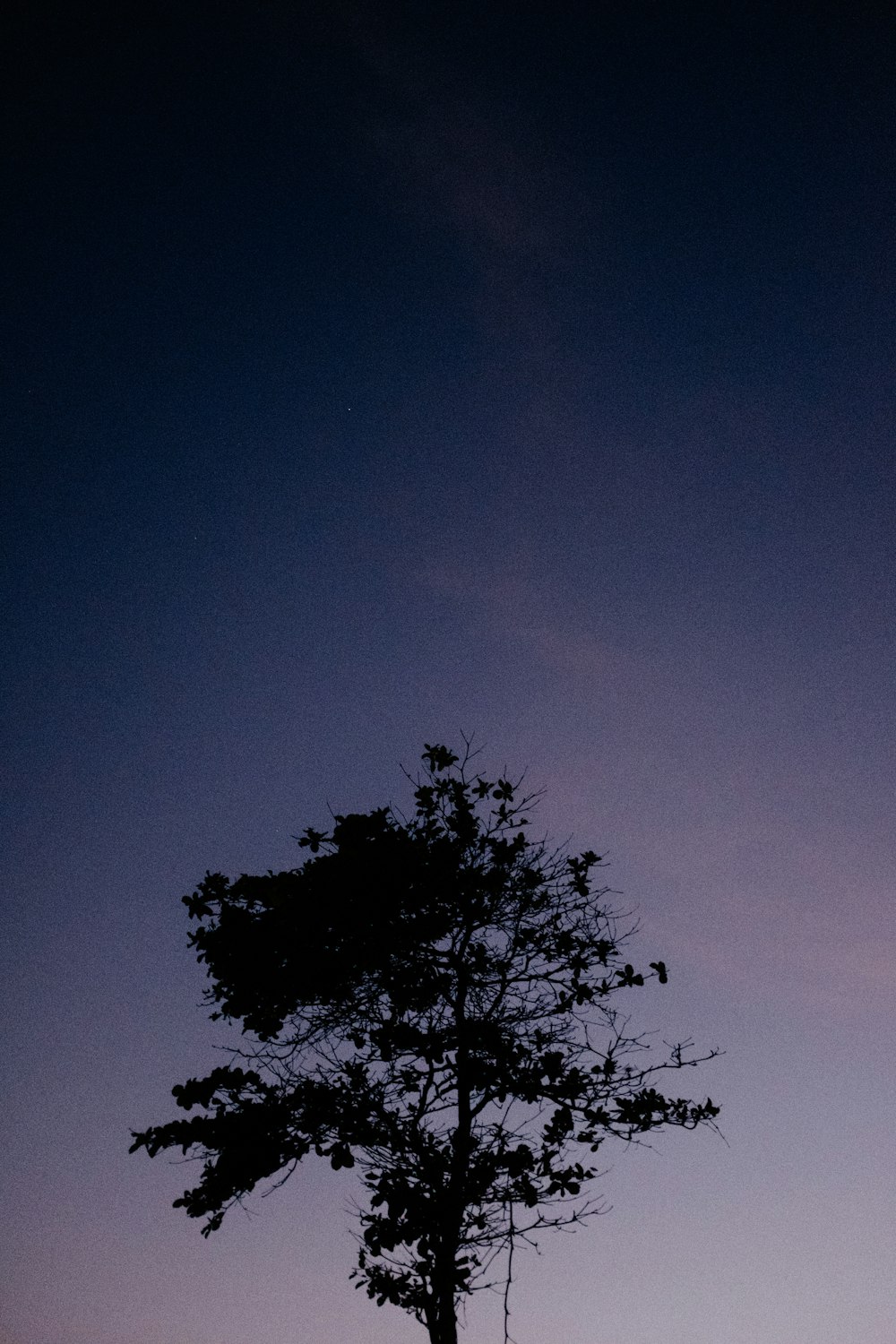 silhouette of tree under blue sky during night time