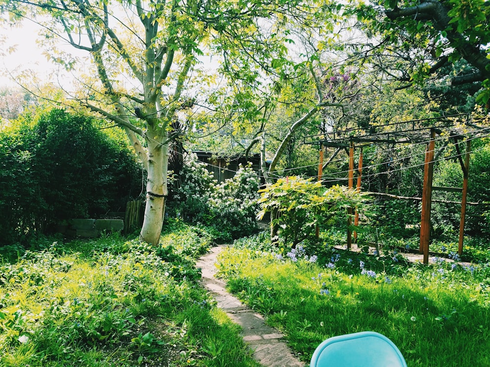 green grass and trees near brown wooden fence