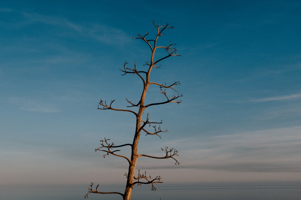 leafless tree under blue sky