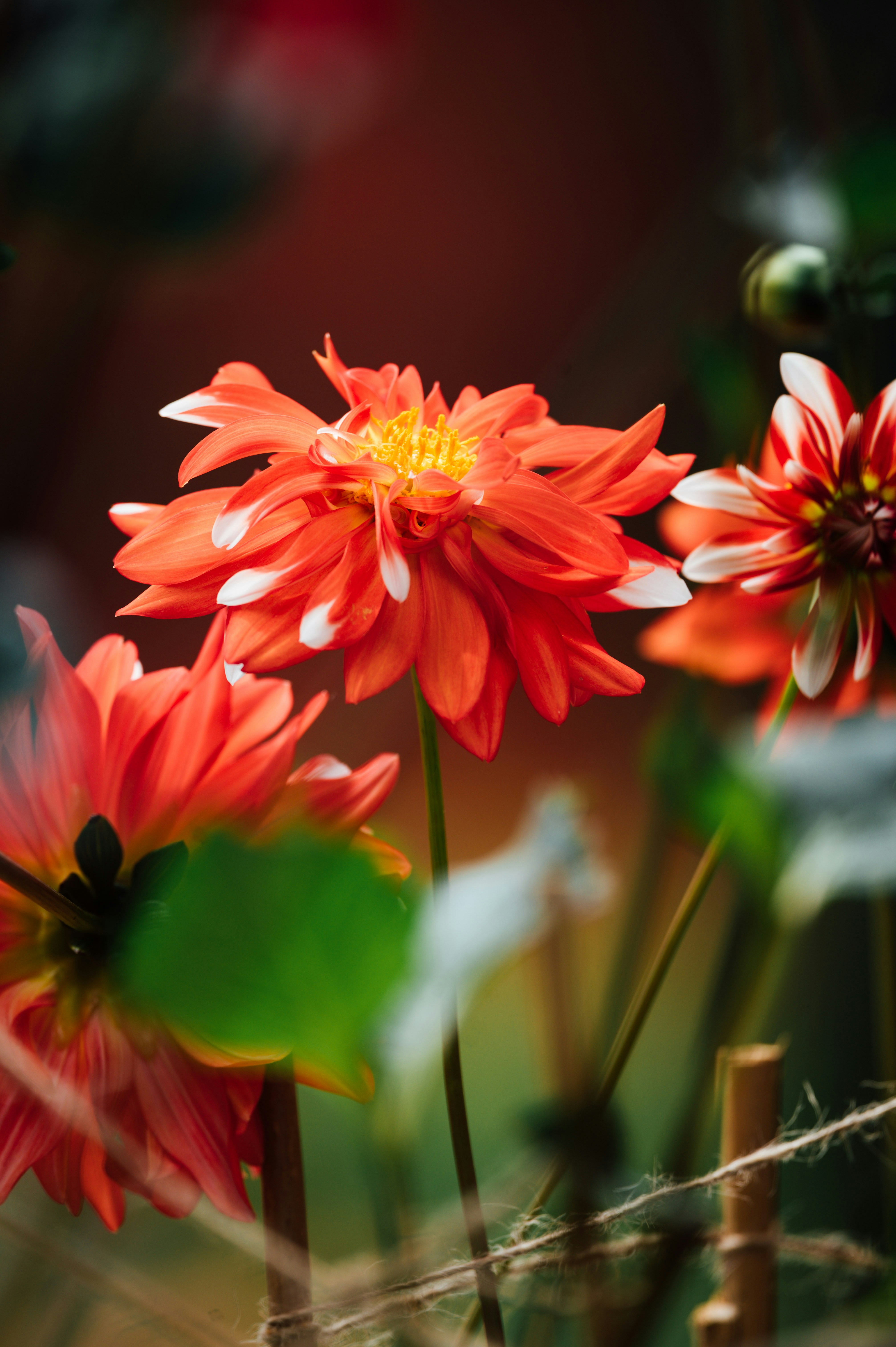 Photo by chuttersnap