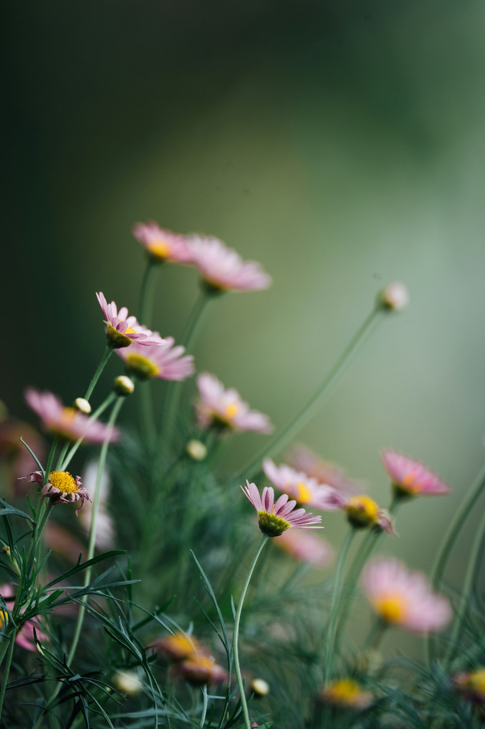 pink and yellow flower in tilt shift lens