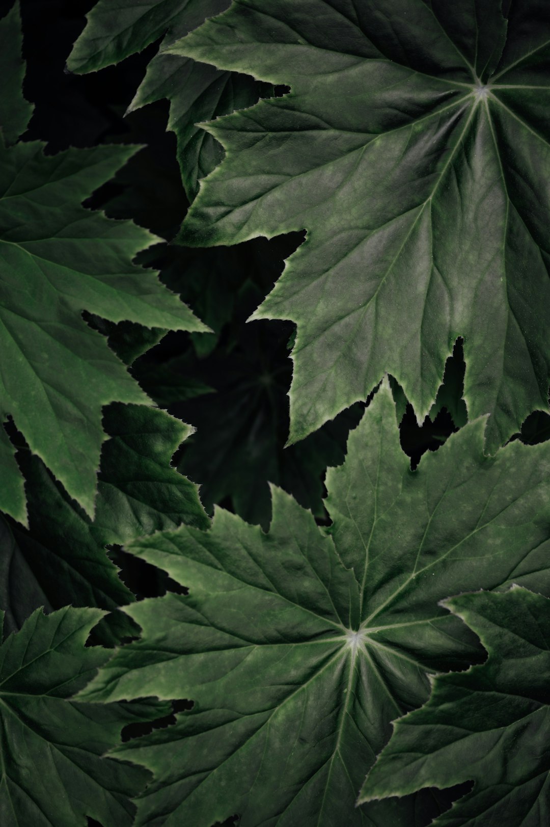 green leaves in close up photography