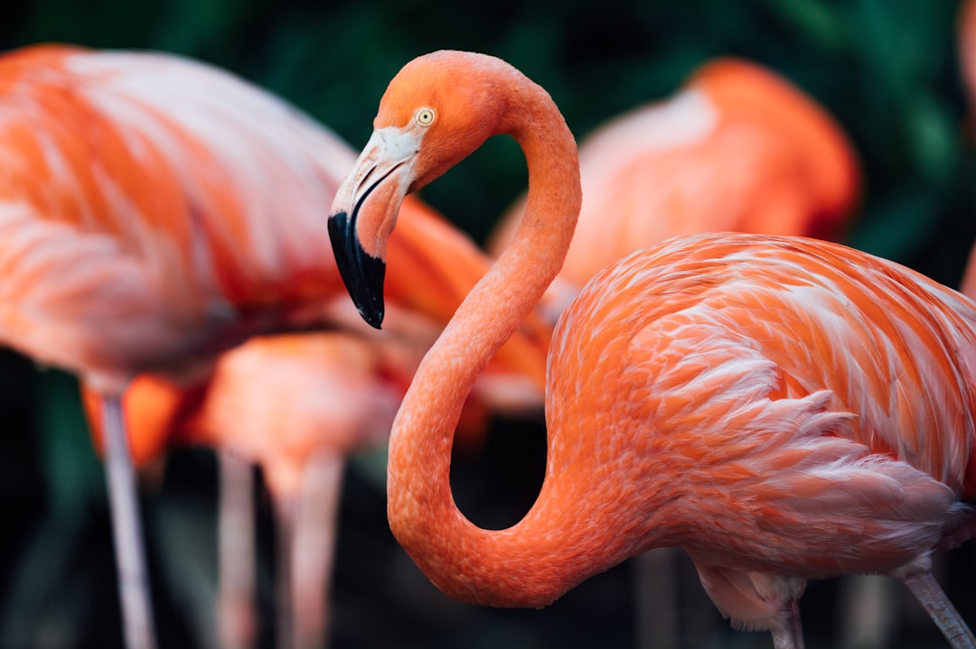  pink flamingos in tilt shift lens flamingo