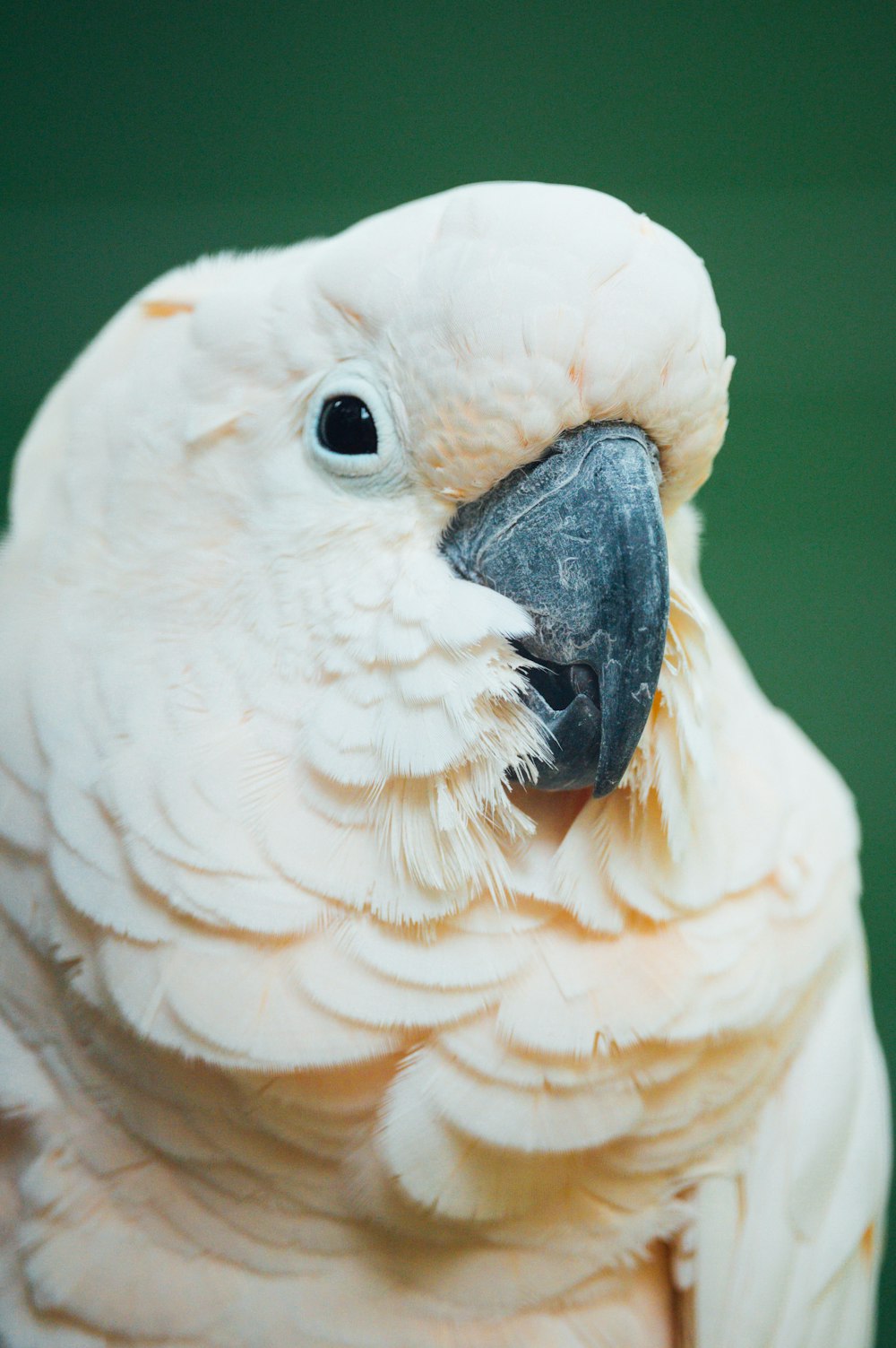 white bird in close up photography