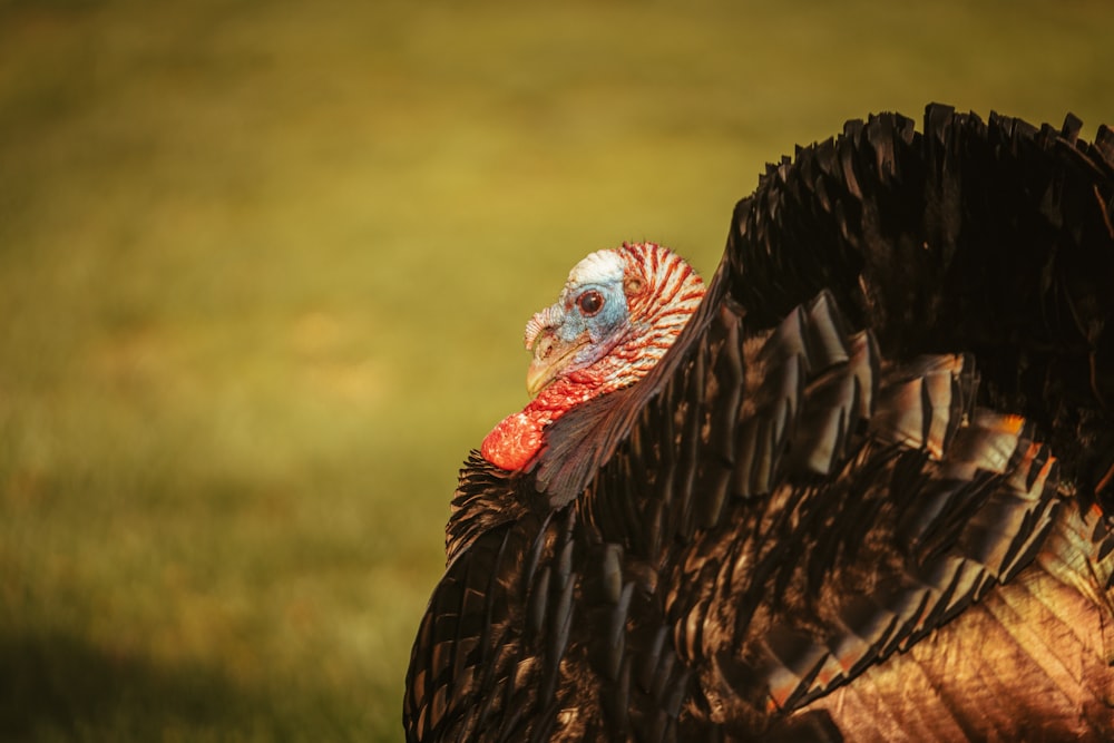 black and red turkey on green grass field during daytime