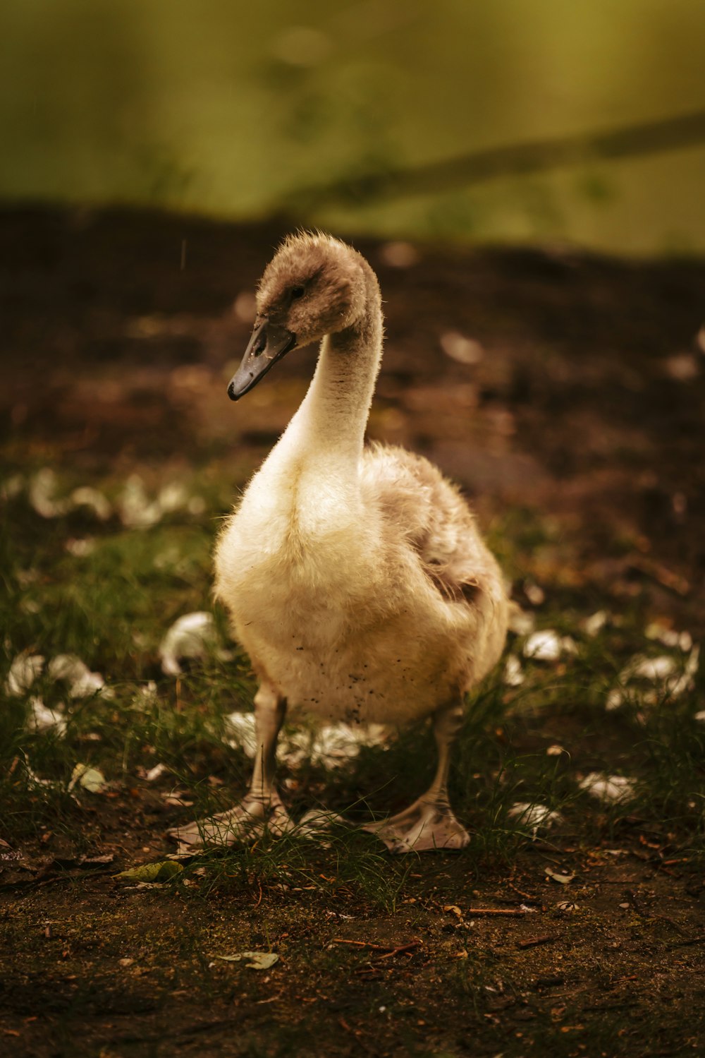 Weiße Ente auf grünem Gras tagsüber