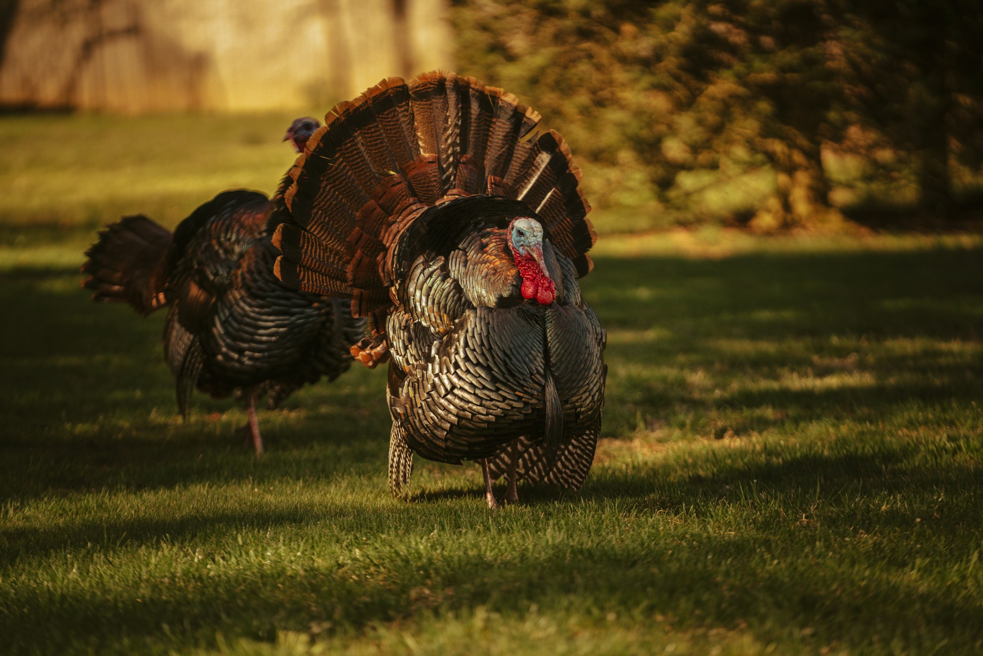 How are turkeys affecting the U.S. economy?