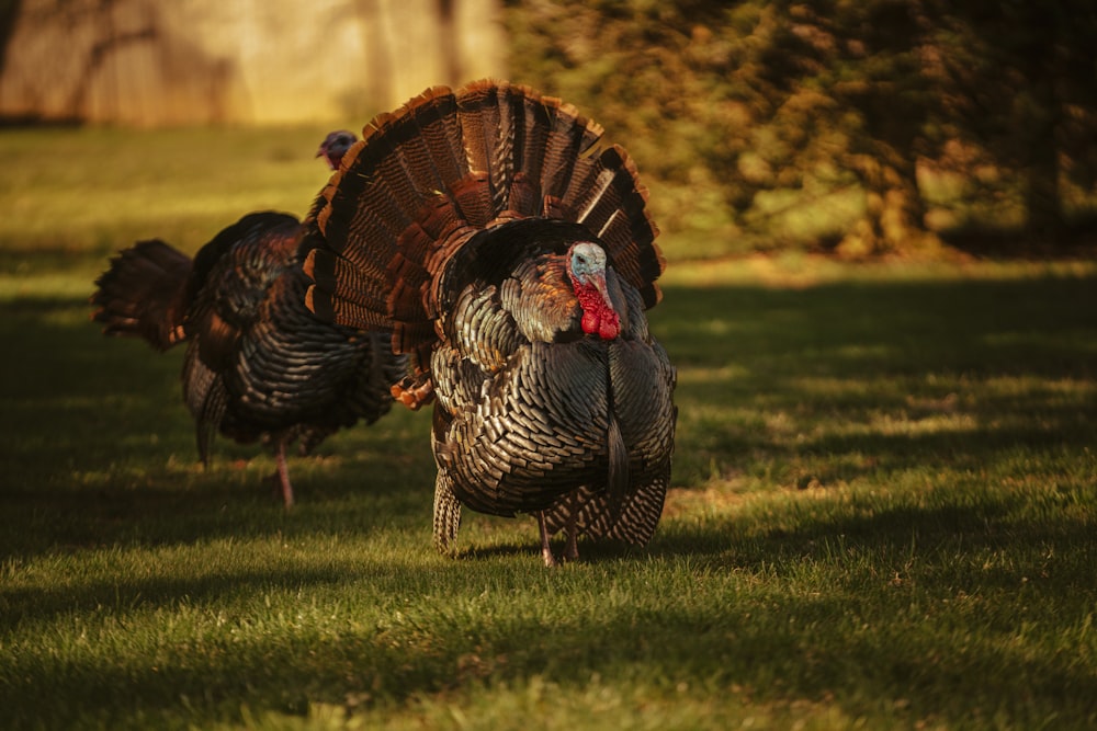 black and white rooster on green grass field during daytime