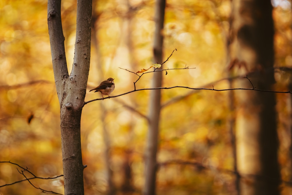 Uccello marrone sul ramo marrone dell'albero durante il giorno