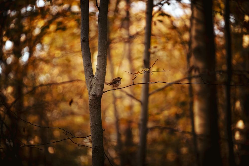 brown tree branch in tilt shift lens