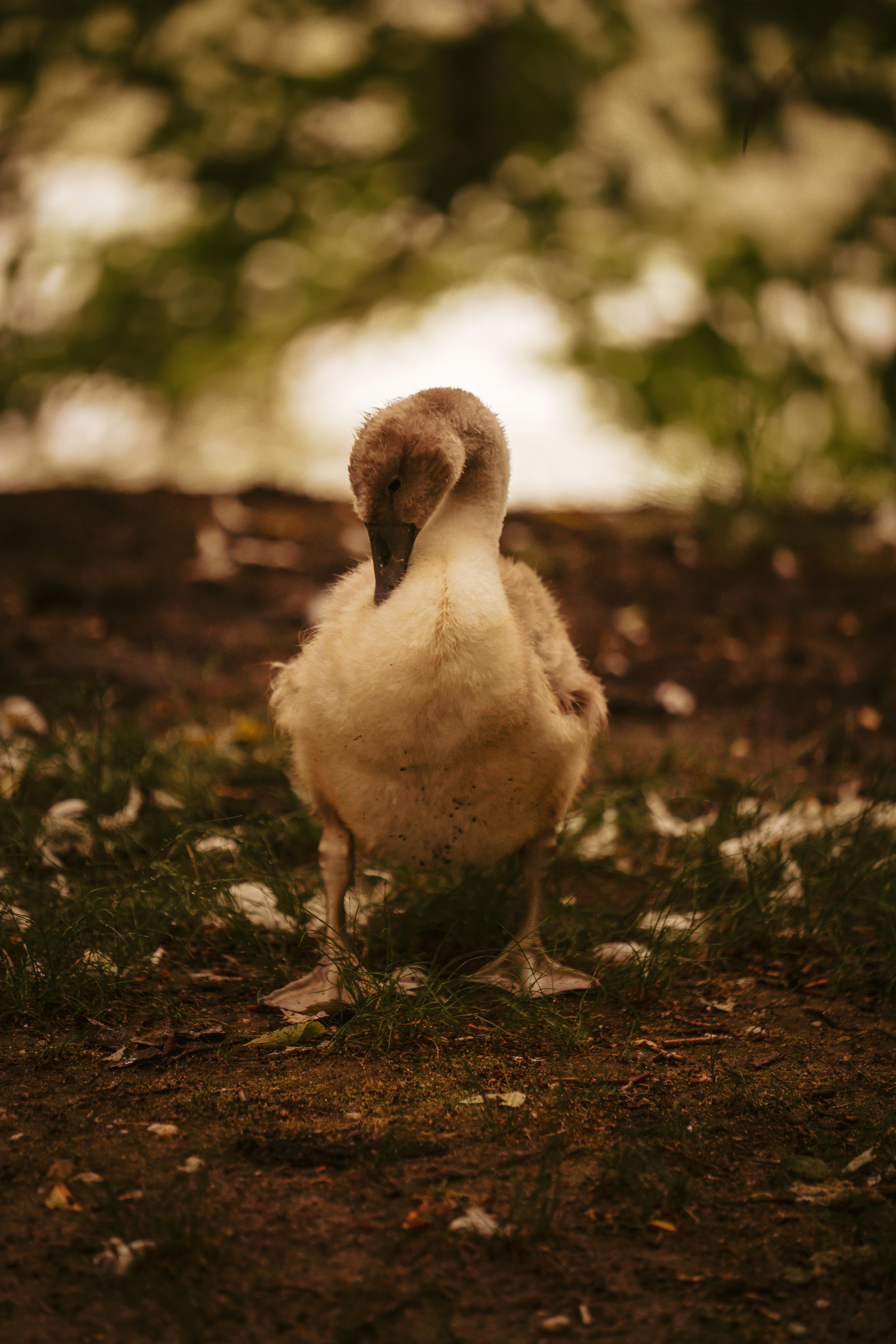 white duck on green grass during daytime