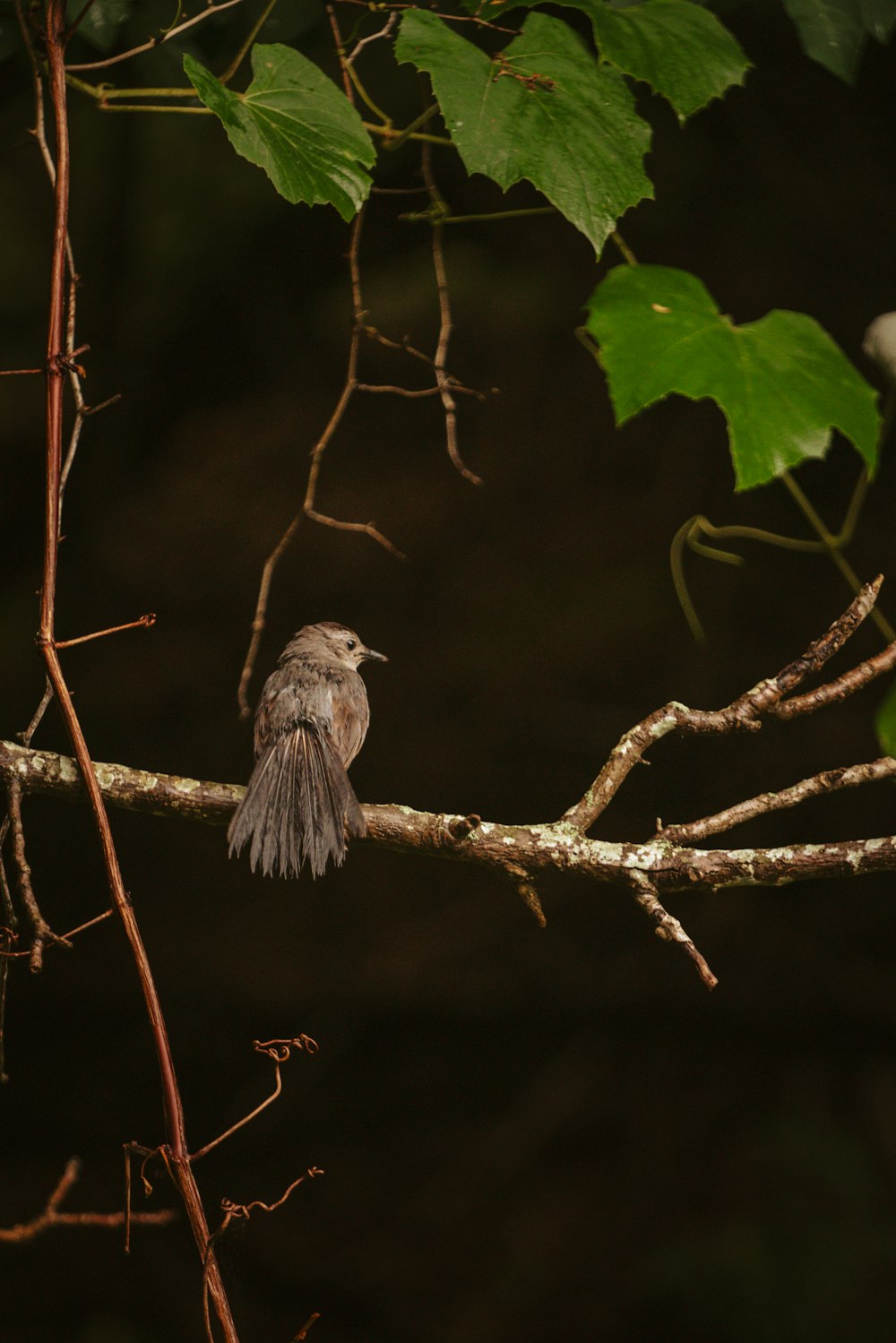 black bird on brown tree branch