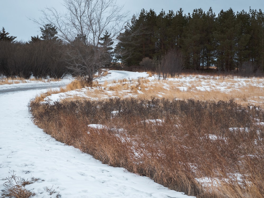 brown trees on snow covered ground during daytime