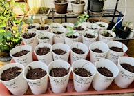 Freshly sprouted Lisianthus seedlings in small pots on a white background