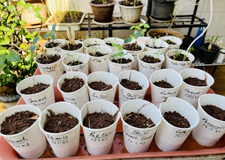 Artisanal seed kits arranged neatly with natural packaging and small plant labels.