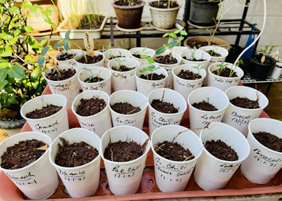 Artisanal seed kits arranged neatly with natural packaging and small plant labels.