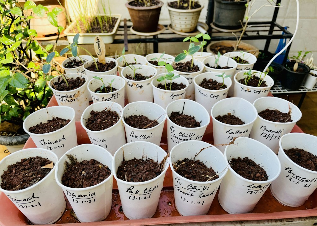 Seedling Bio-Inoculant