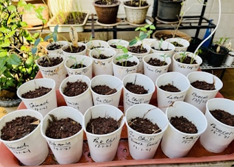 A collection of small white cups filled with soil and young seedlings, each labeled with the name and date of the plant, arranged on a red tray. In the background, there are more potted plants and greenery.