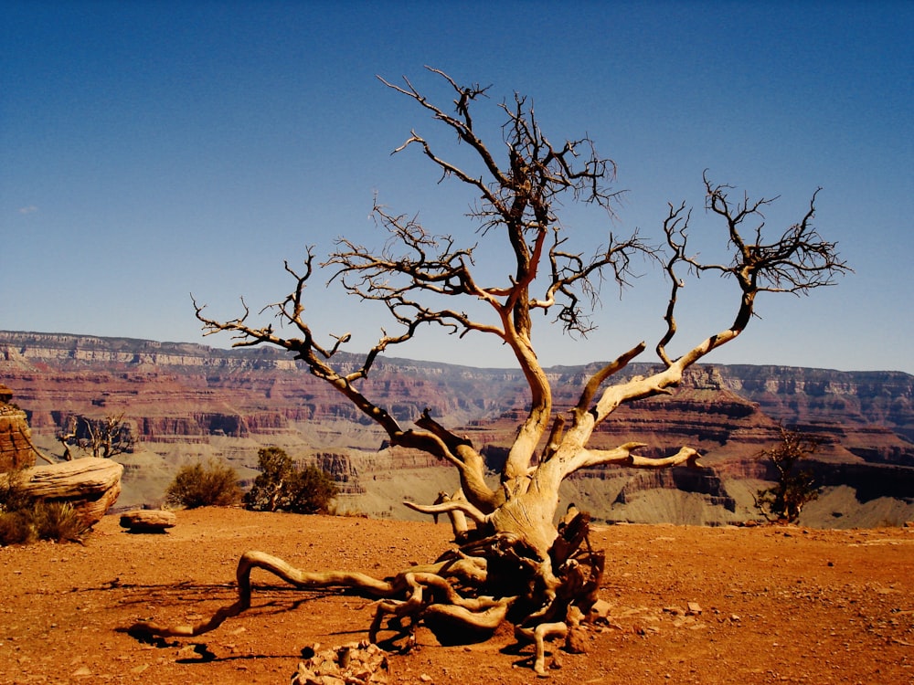 leafless tree on brown field during daytime