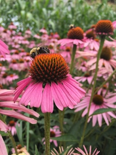 black and yellow bee on pink cone flower