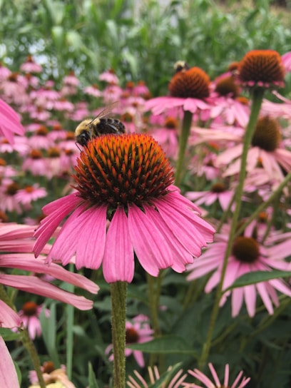 black and yellow bee on pink cone flower