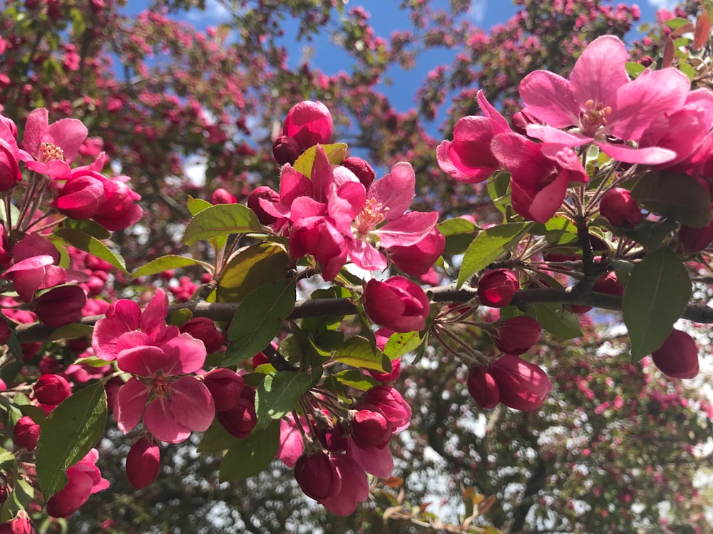 pink flowers with green leaves during daytime