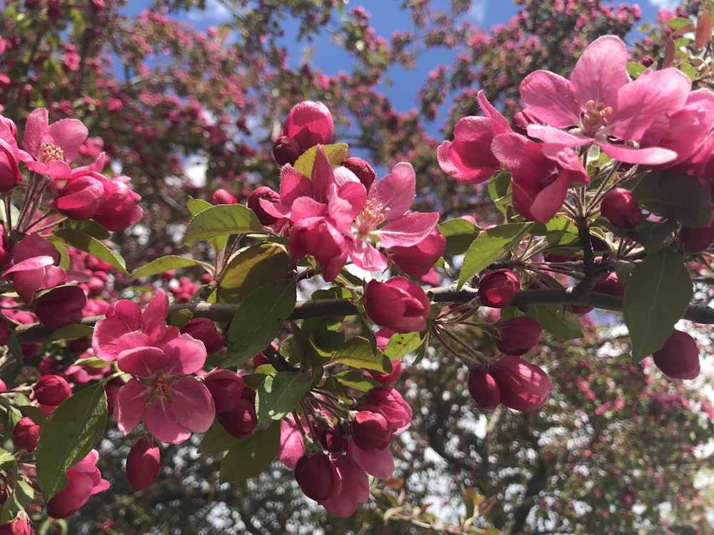 pink flowers with green leaves during daytime