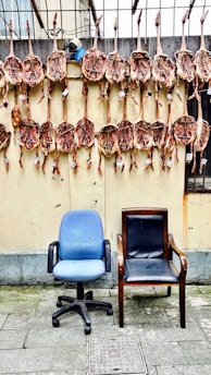 Several animal carcasses are hanging on a wire fence against a beige wall. Below them, two chairs are placed on a concrete pavement; one is a blue office chair, and the other is a black wooden chair.