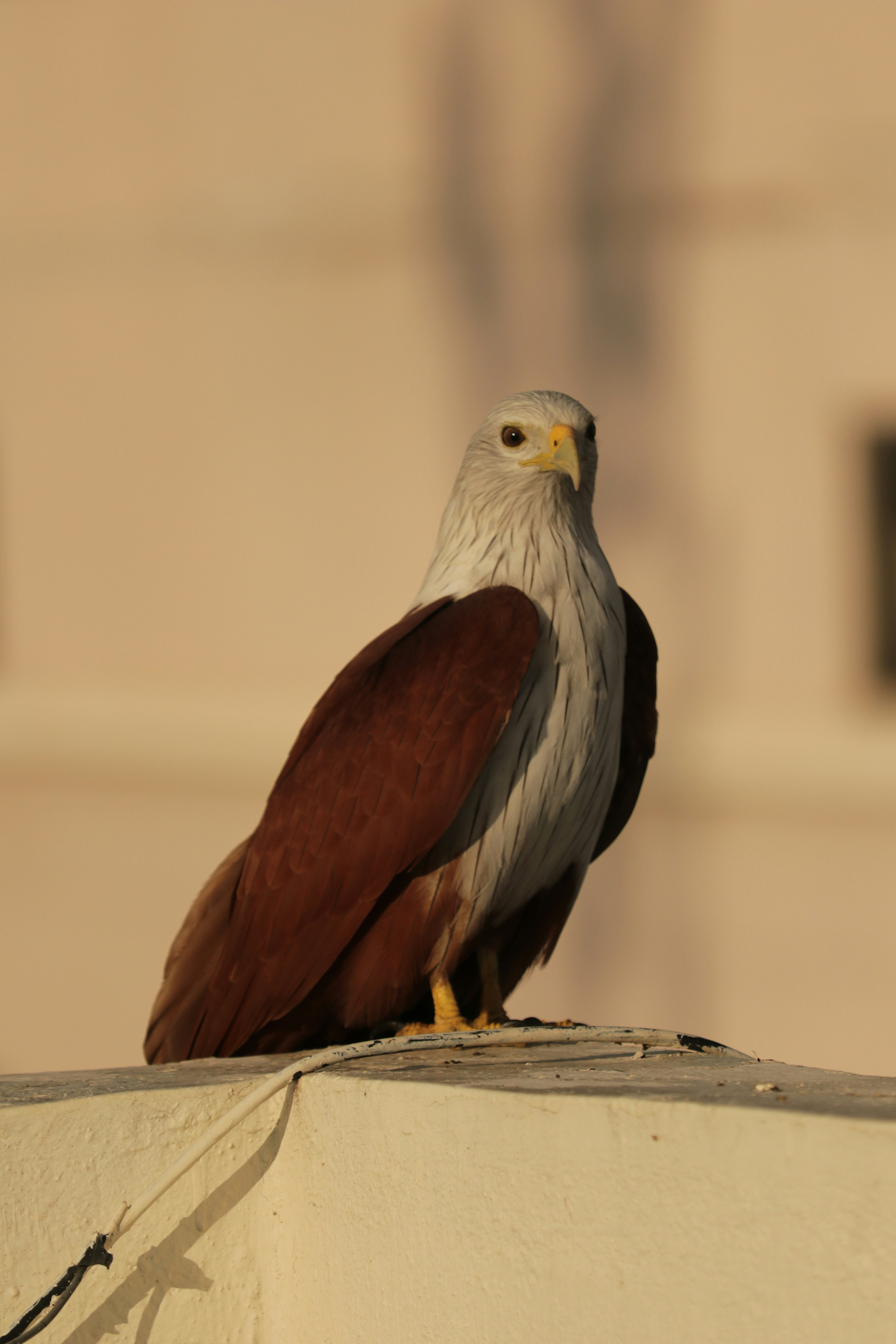 Photo by sreeramsreedhar