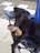 A black dog is reclining on a blue folding chair while holding a brown plush toy in its mouth. The setting is outdoors, with a paved area and decorative stones visible in the background.