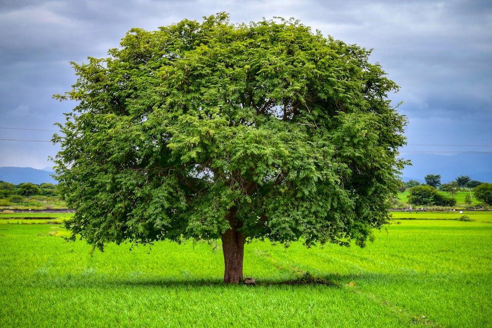 grüner Baum auf grünem Grasfeld tagsüber