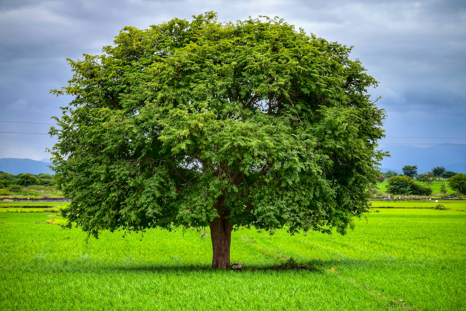 green tree on green grass field during daytime