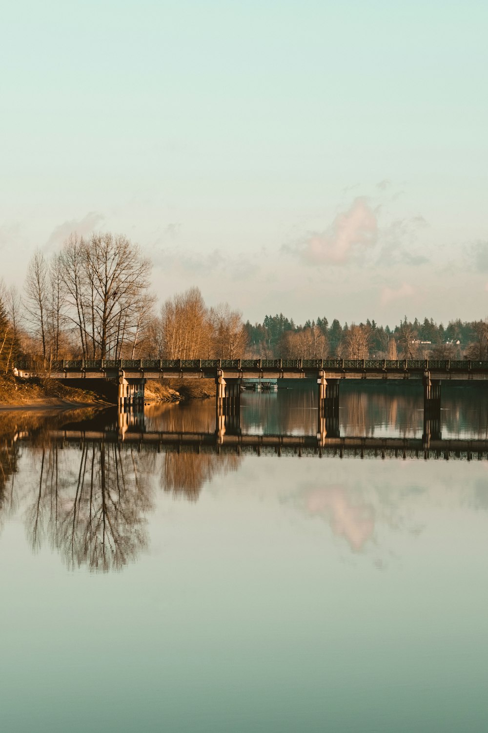 Arbres bruns au bord de la rivière sous un ciel nuageux pendant la journée