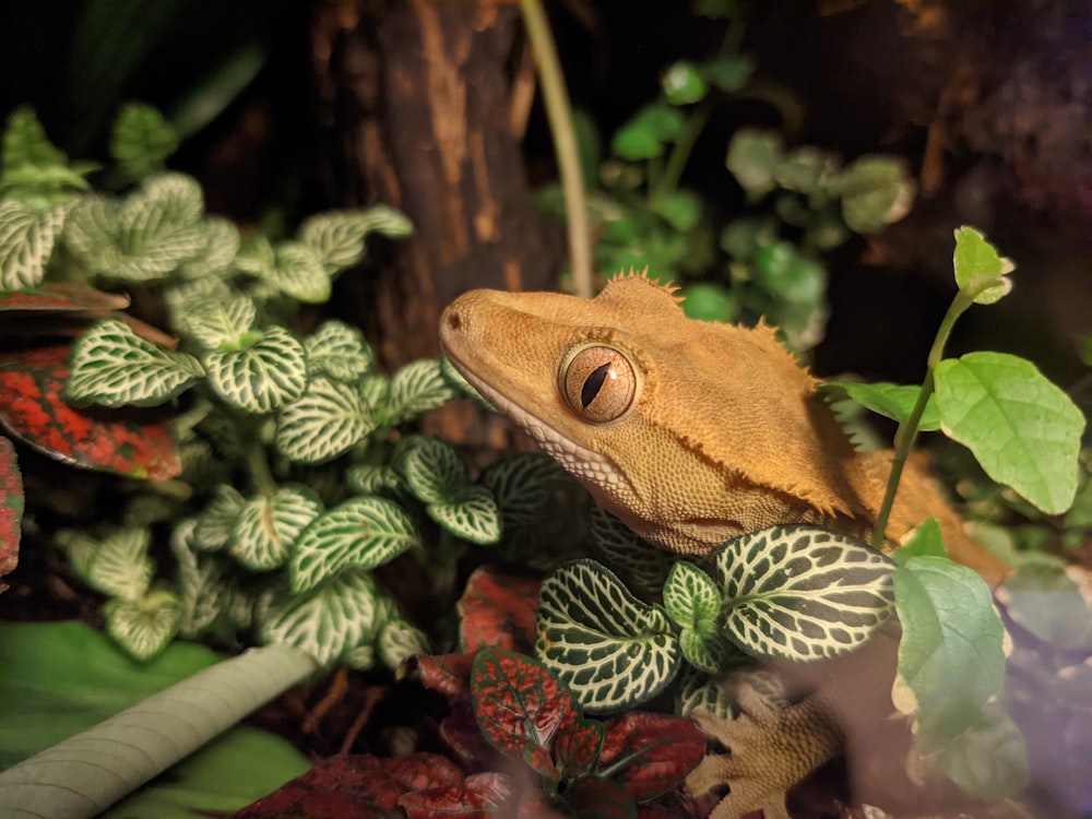 brown and white frog on green plant