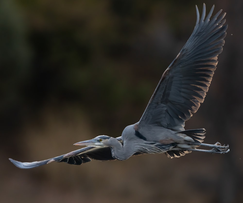 Weißstorch fliegt tagsüber