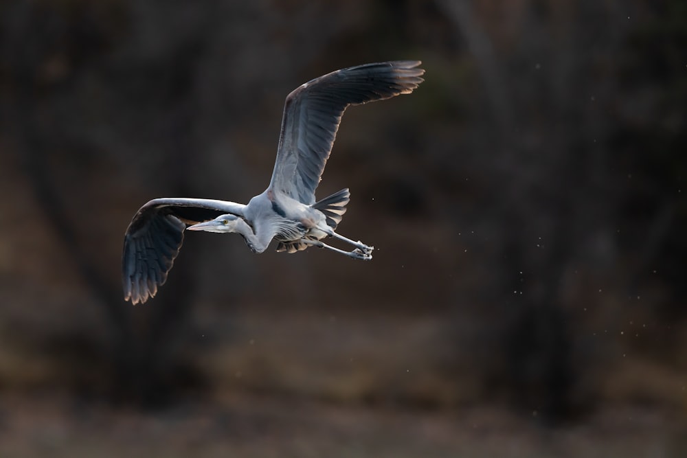 white bird flying during daytime