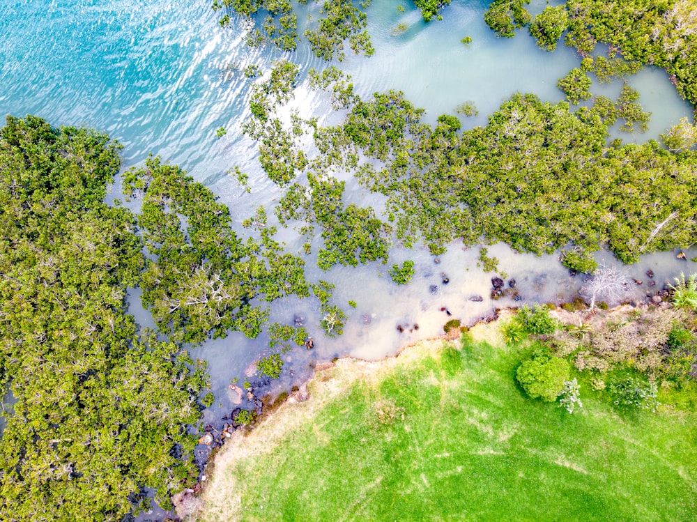 green grass field near body of water during daytime