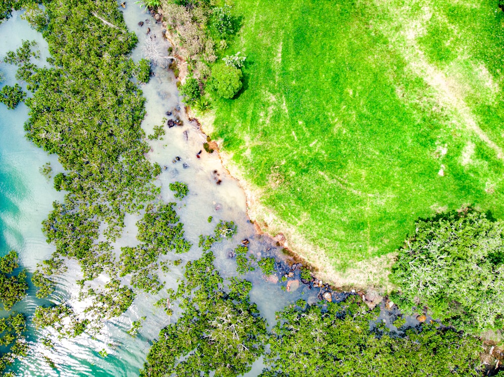 aerial view of green grass field and body of water